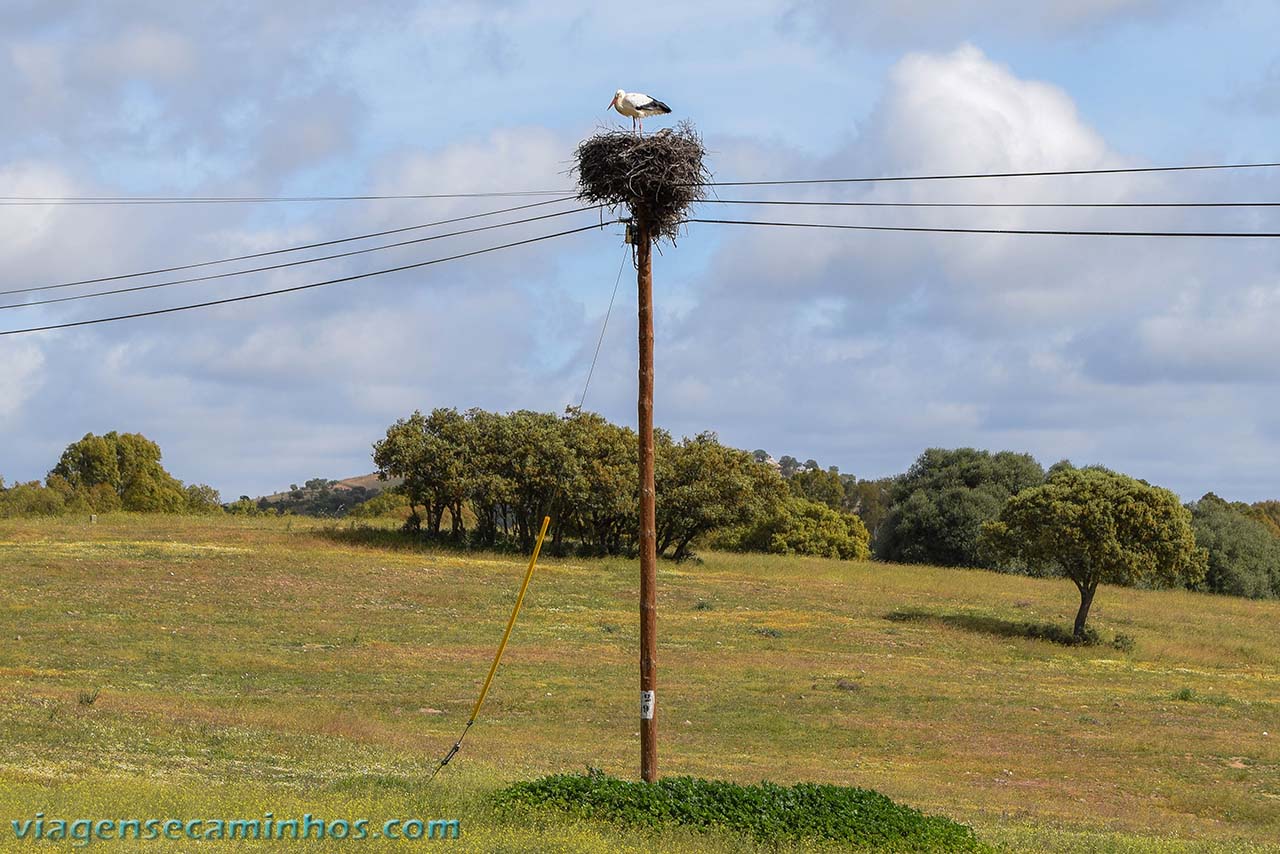 Ninho de cegonha no Alentejo em Portugal