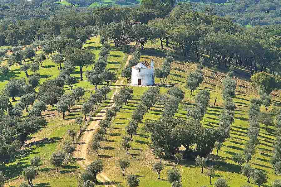 Ermida e oliveiras em Évora Monte