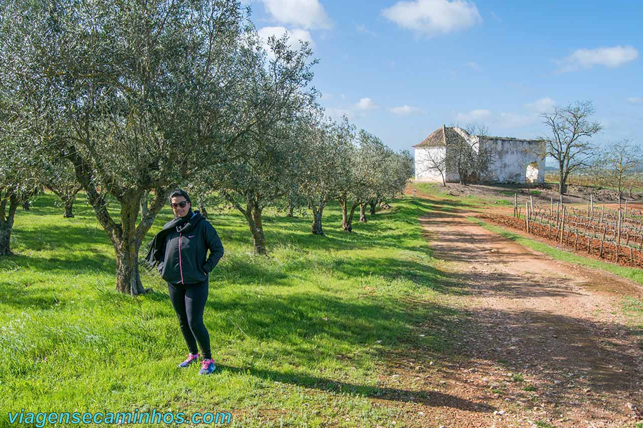 Oliveiras e videiras no Alentejo - Portugal