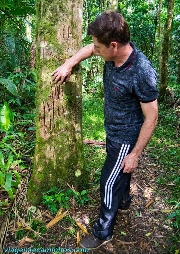 O que fazer no Petar - Árvore arranhada de onça na trilha da Caverna Temimina