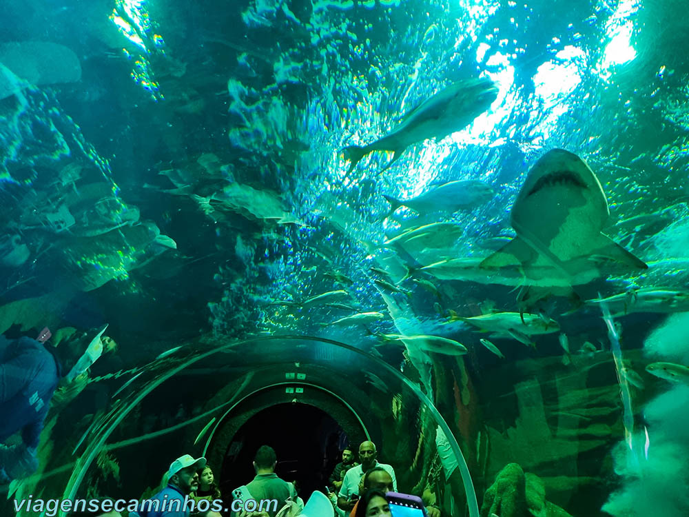 AcquaRio - Aquário do Rio de Janeiro