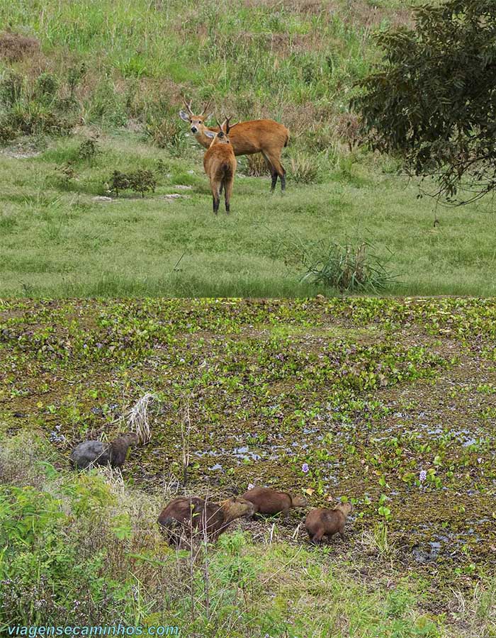 Animais no Pantanal