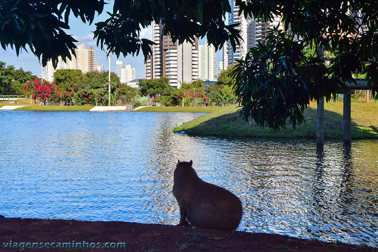 Capivara no Parque das Nações Indígenas