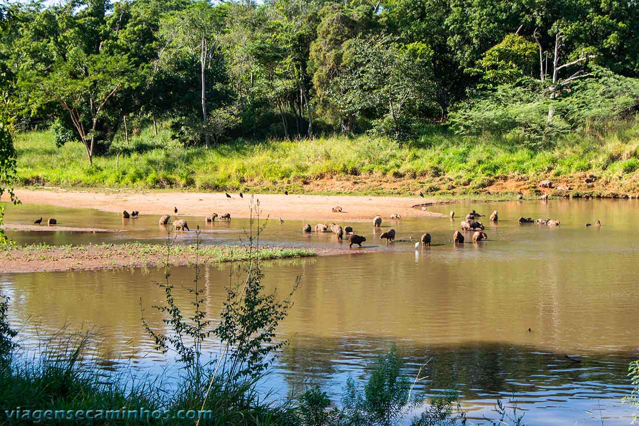 Capivaras no Parque das Nações Indígenas