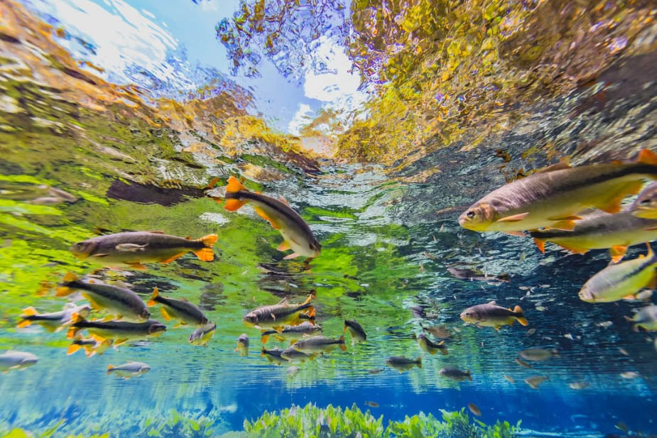 O que fazer em Bonito - Aquário Natural