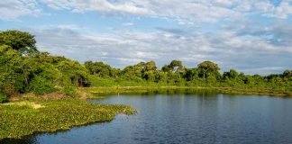 Pantanal Mato-grossense