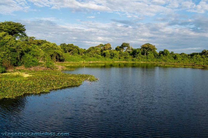 Pantanal Mato-grossense