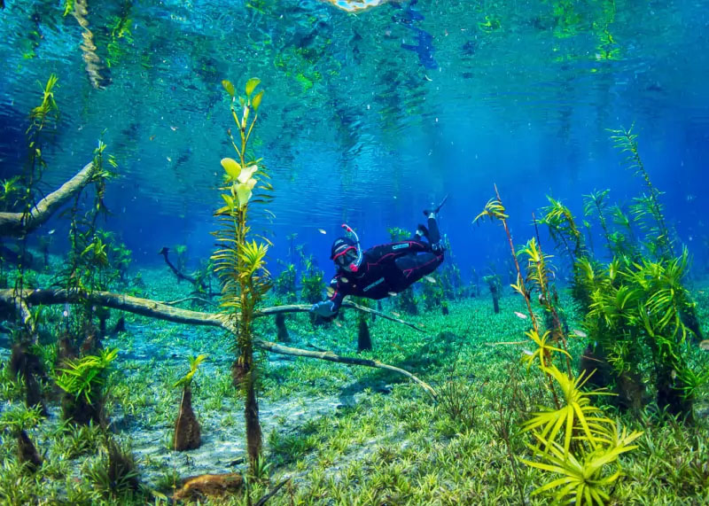 Passeios em Bonito - Flutuação Nascentes da Serra