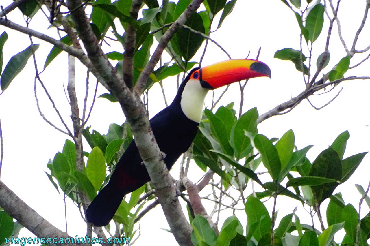 Tucano no Pantanal