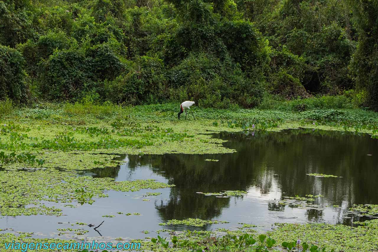 Tuiuiu no Pantanal