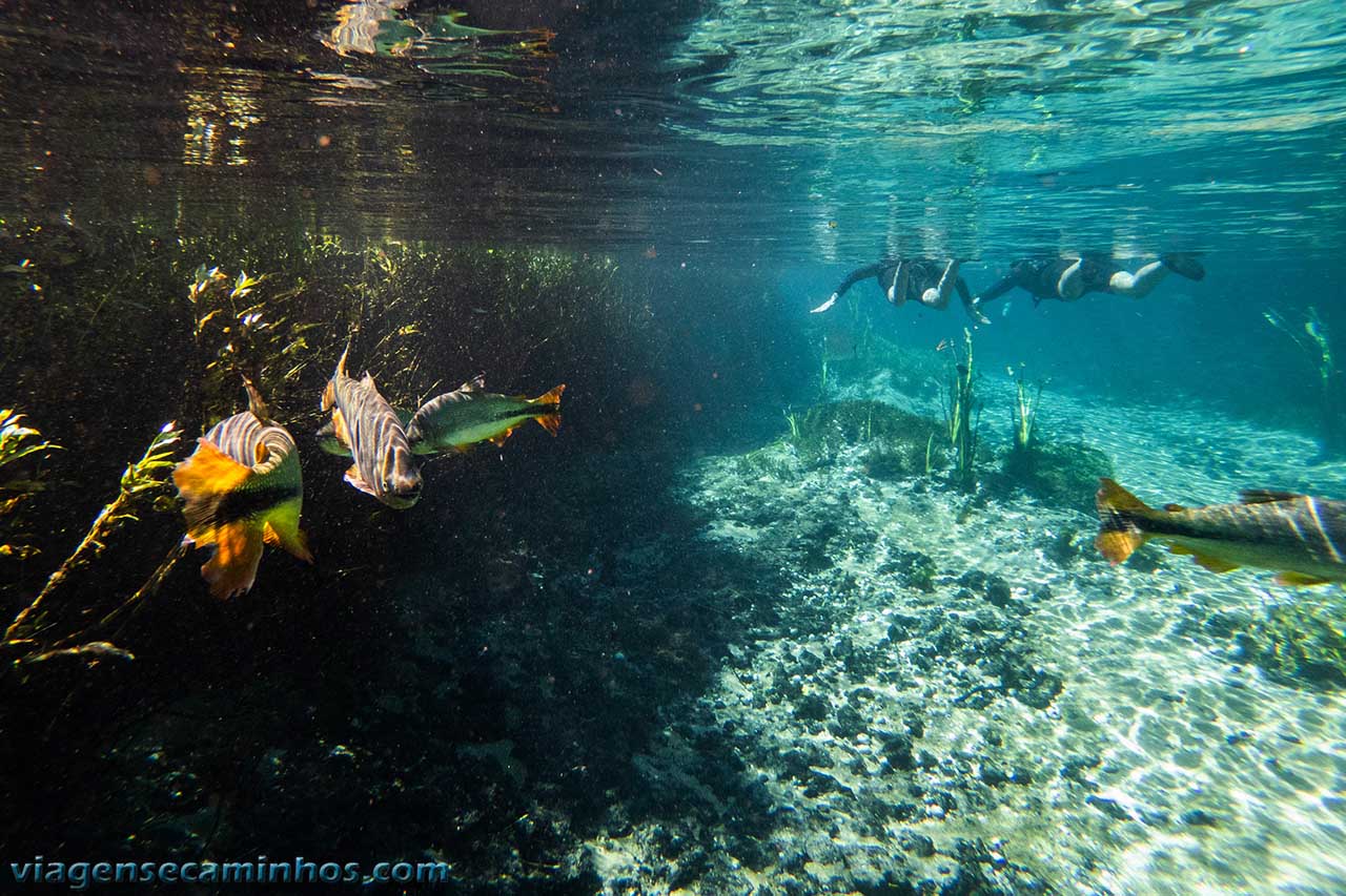 Flutuação em Bonito - Rio Sucuri