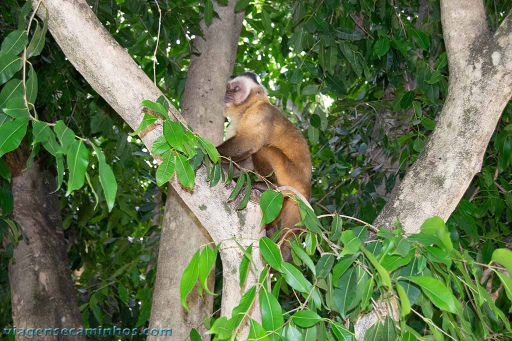 Macaco no Balneário Municipal - Bonito MS