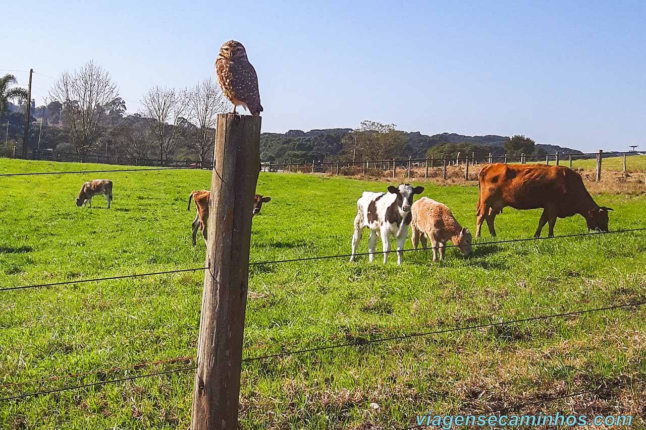 Passeio rural em Campo Alegre