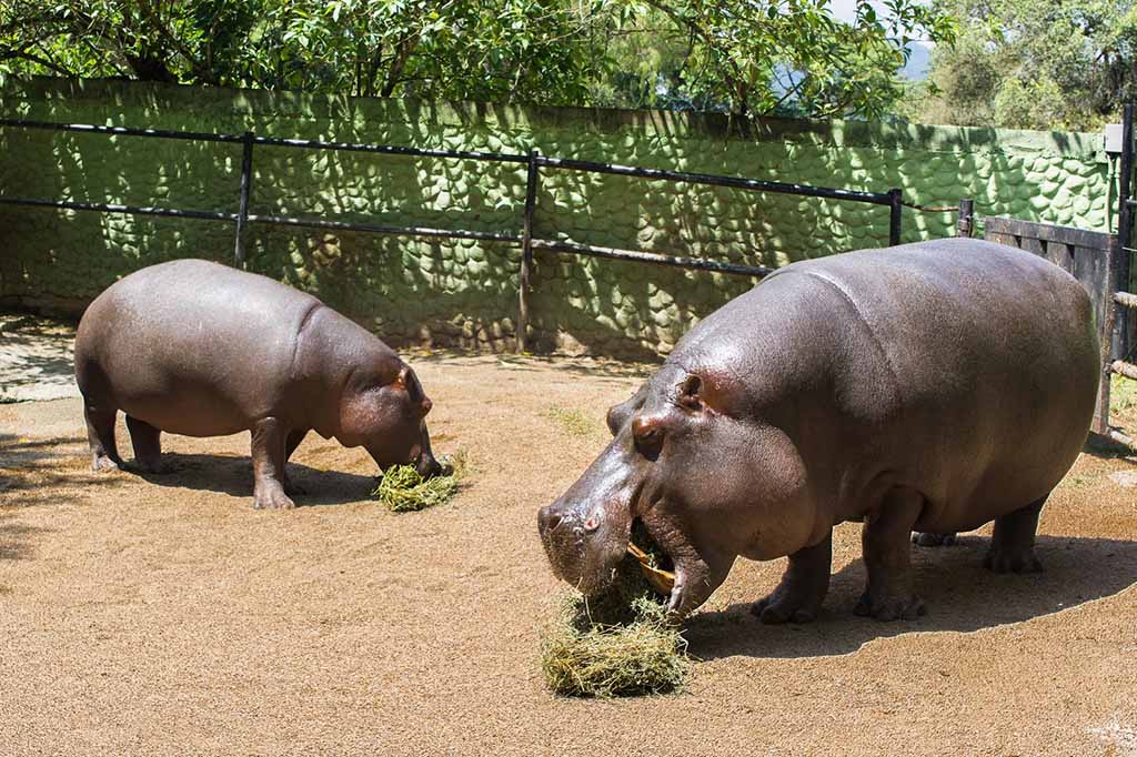 Zoo Pomerdode