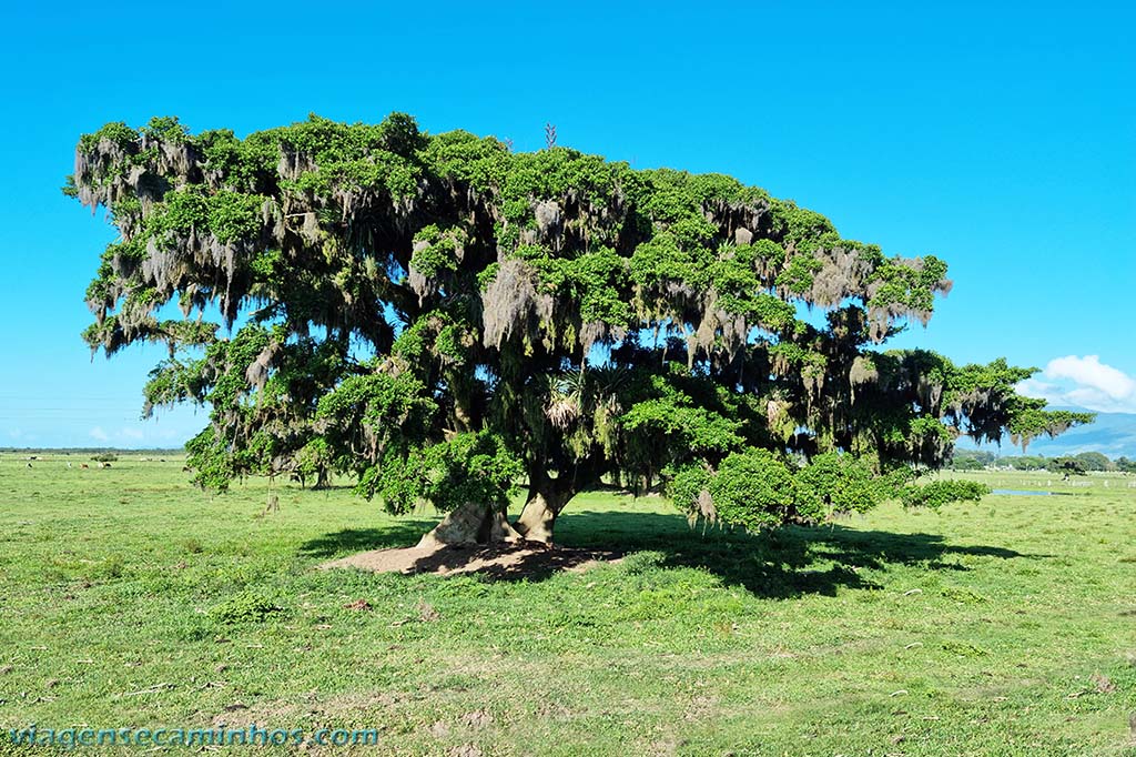 Figueira em Terra de Areia RS