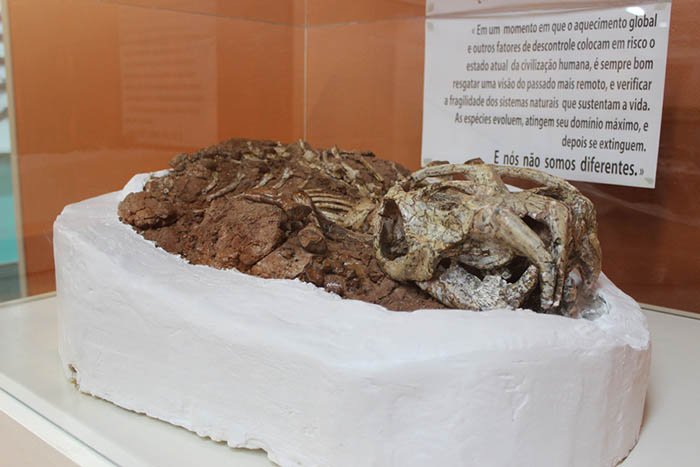 Fóssil no Museu Vicente Pallotti