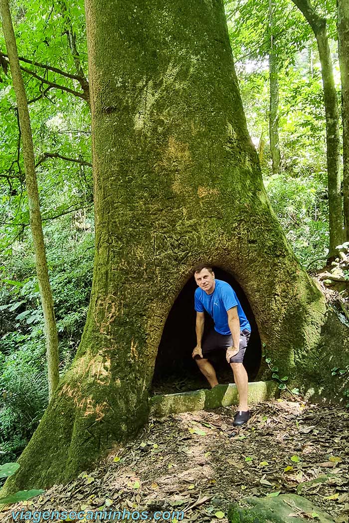 Árvore gigante na trilha da gruta de Ituporanga