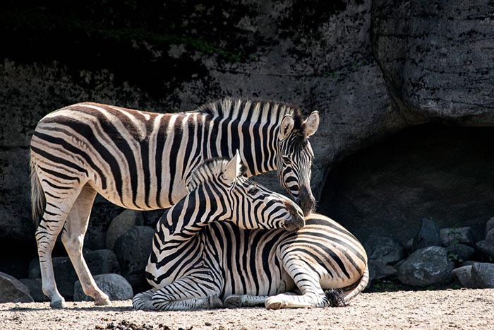 Zoo de Córdoba - Espanha