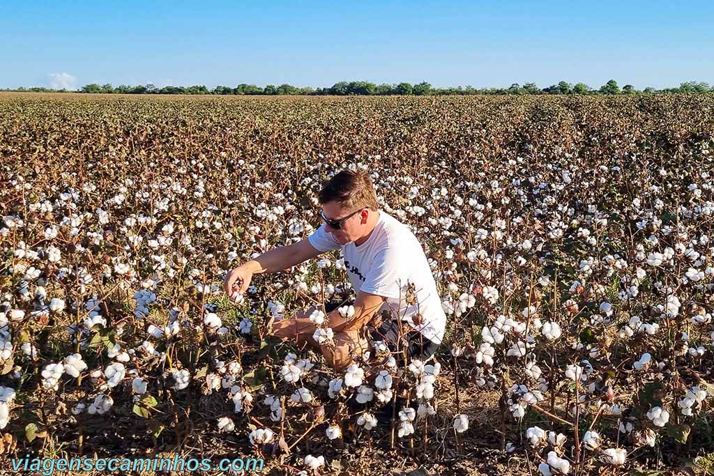 Algodão em Mato Grosso