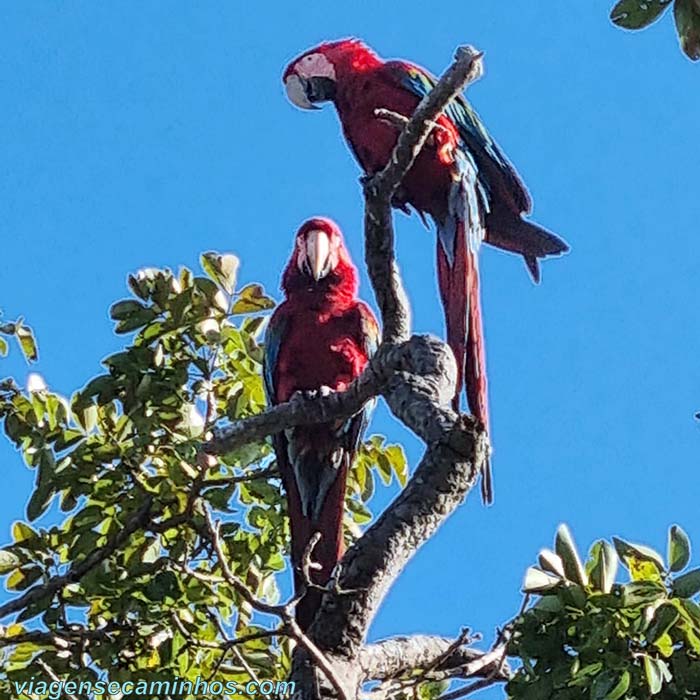 Araras na Chapada dos Guimarães