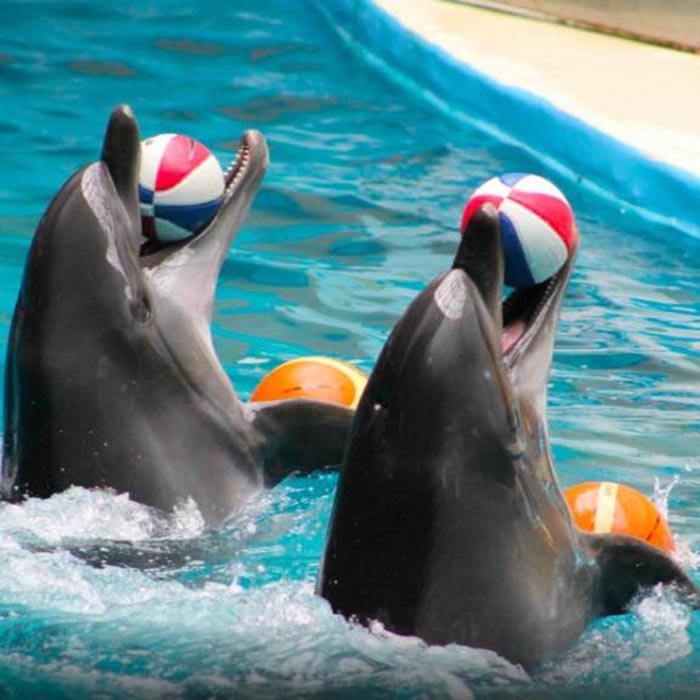 O que fazer em Istambu - Dolphinarium