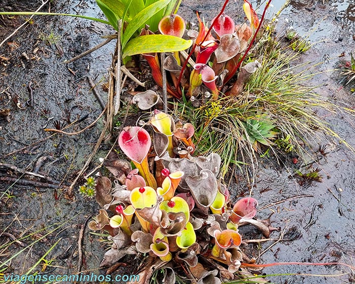 Planta carnívora no Monte Roraima