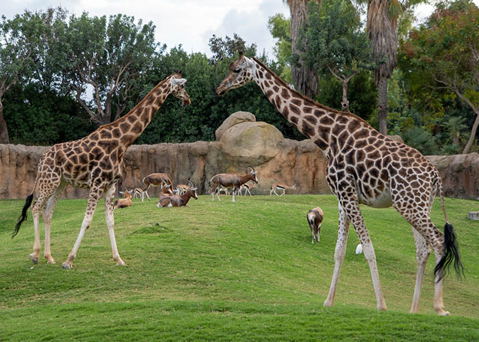 Bioparque Valência