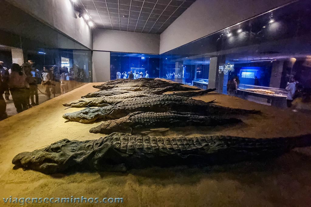 Museu do Crocodilo - Egito