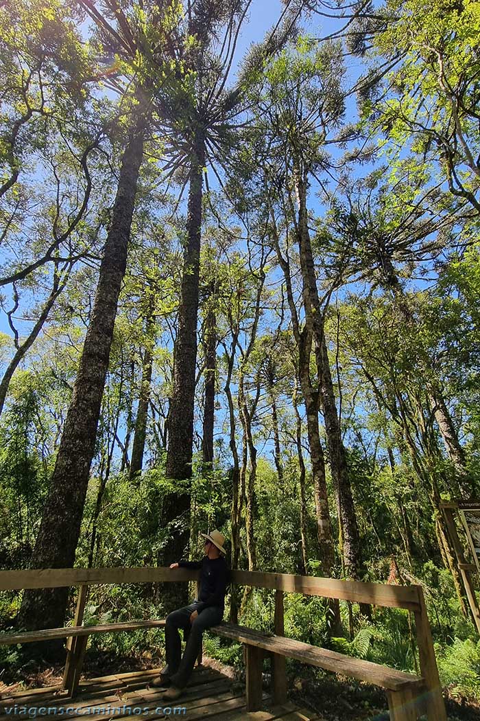 Araucárias no Parque Estadual Rio Canoas