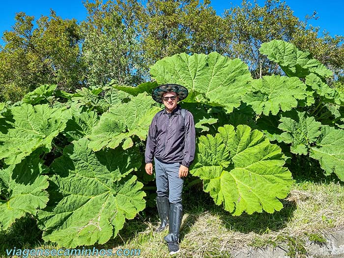 Plantas da trilha da Pedra Furada - Urubici