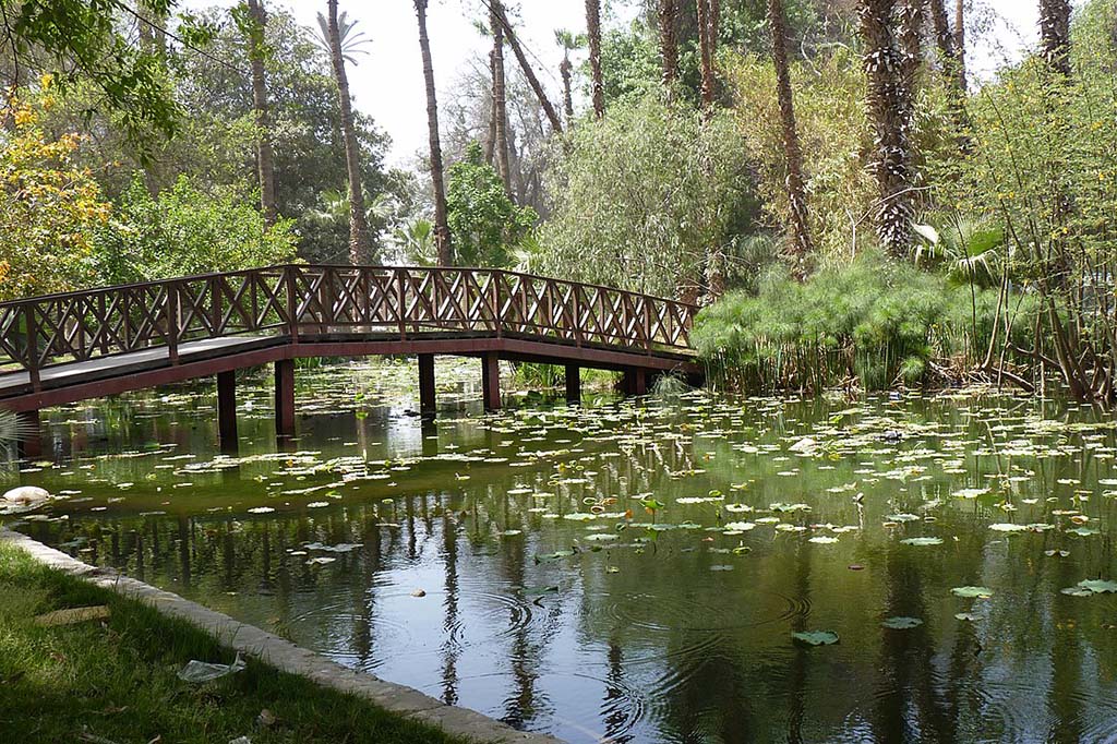 Ormam Jardim Botânico do Cairo - Egito