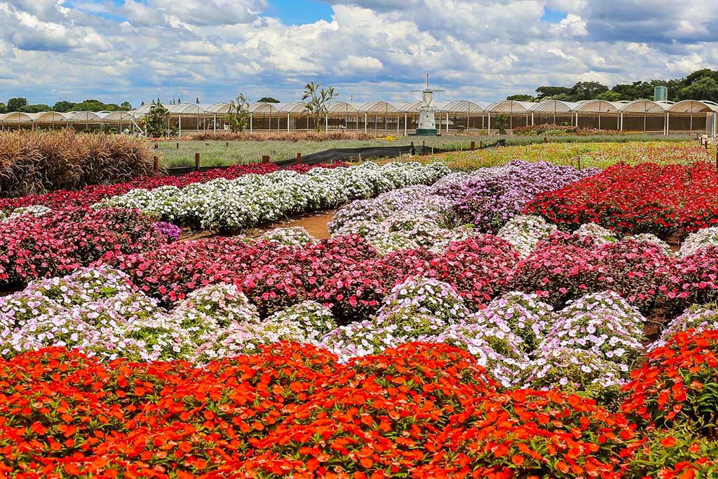 Holambra - Macena Flores