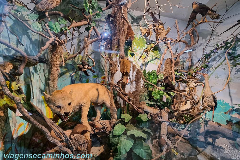 Museu da História Natural de Atibaia