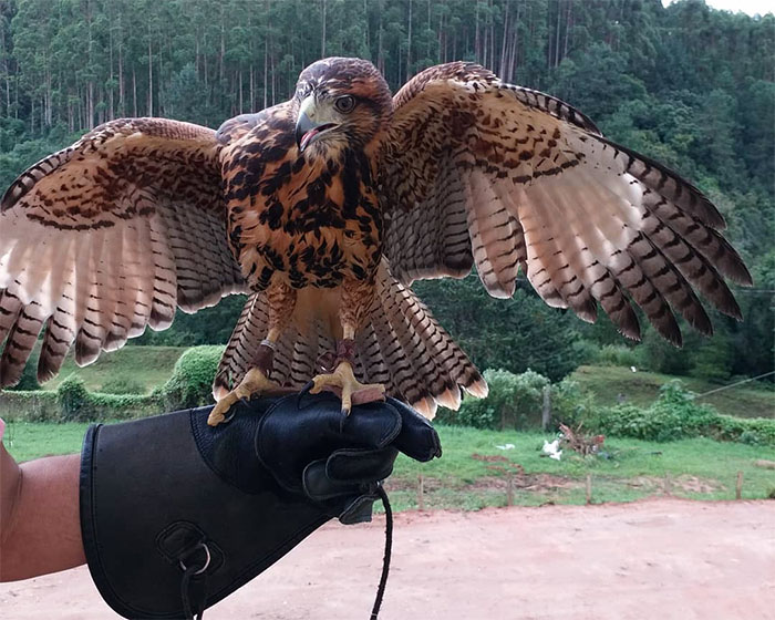 O que fazer em Monte Verde - Escola de Falconaria