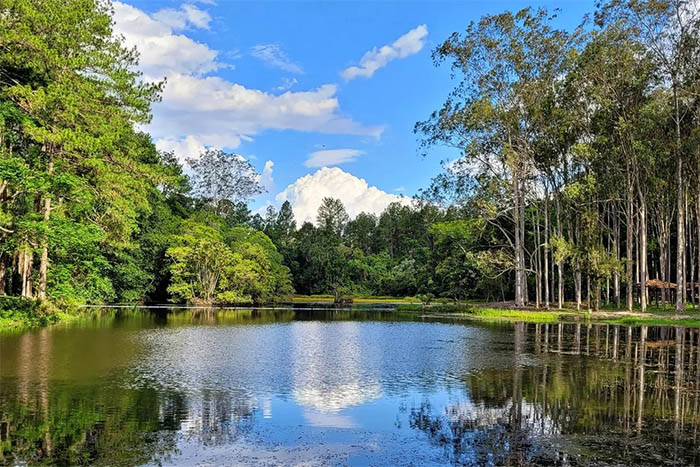 O que fazer em Piracicaba - Horto Florestal Tupi