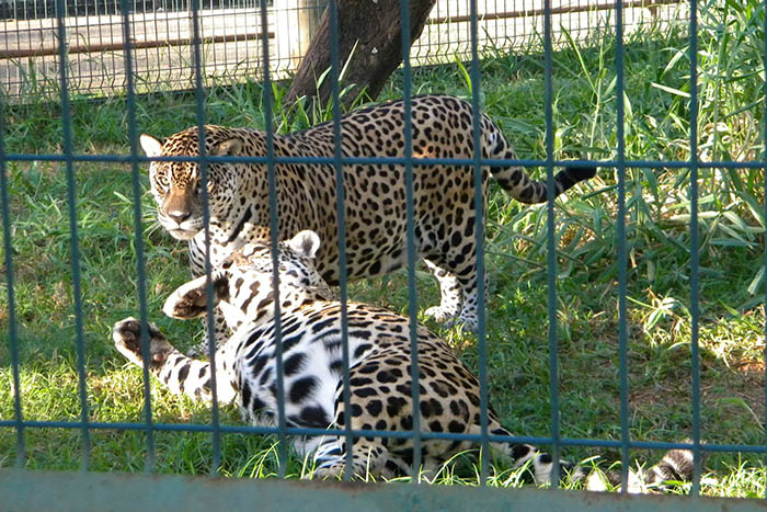 Zoo de Piracicaba SP