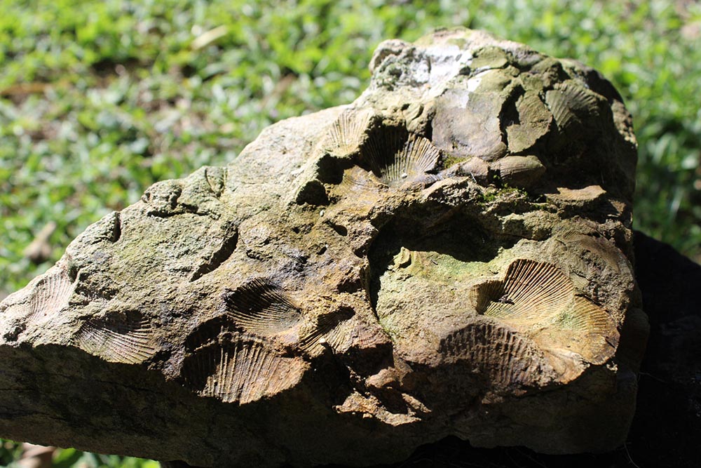 Fósseis de conchas no Sítio Vizintainer - Taió SC