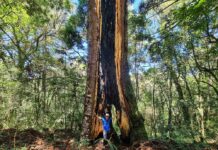 Araucária gigante em Urupema SC - As 10 maiores araucárias do mundo