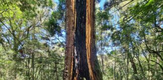 Araucária gigante em Urupema SC - As 10 maiores araucárias do mundo