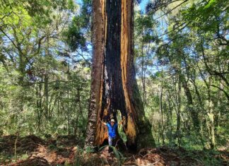 Araucária gigante em Urupema SC - As 10 maiores araucárias do mundo