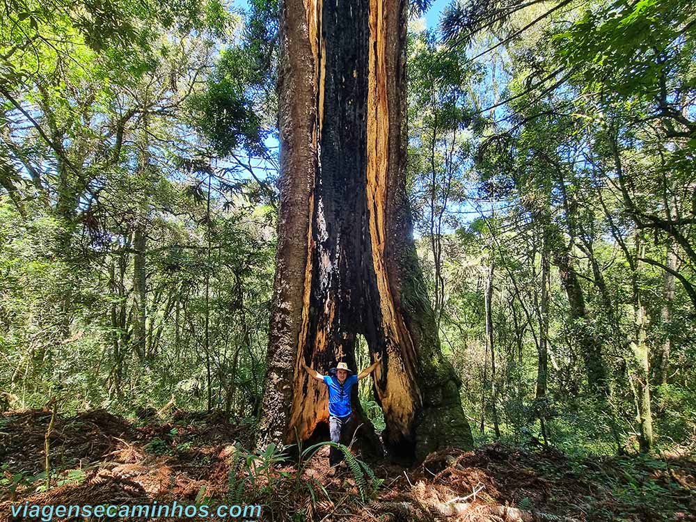 Araucária gigante em Urupema SC - As 10 maiores araucárias do mundo