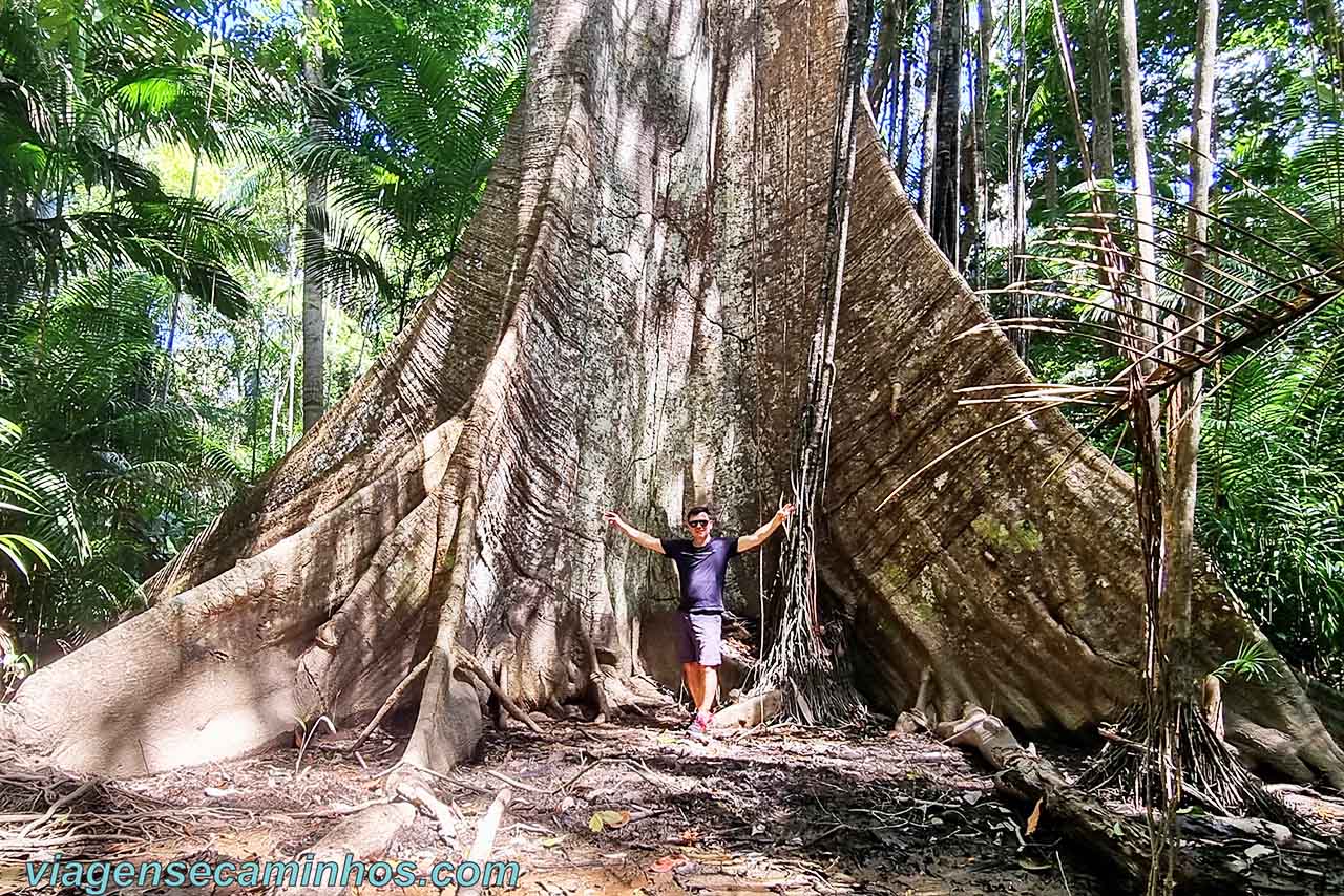 Samaúma gigante na Ilha de Santana - Amapá