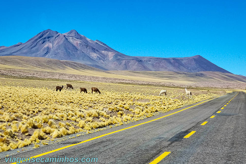 Altiplano no Deserto de Atacama