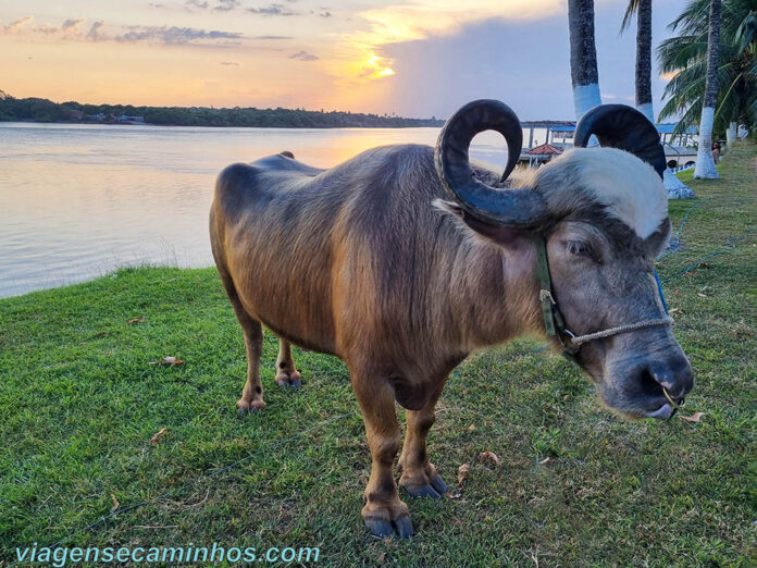 Ilha de Marajó - Pará: Como chegar e o que fazer - Viagens e Caminhos