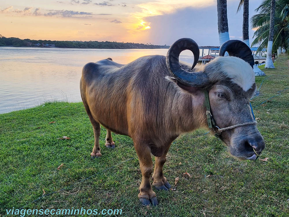 Búfalo Alemão - Soure - Ilha do Marajó