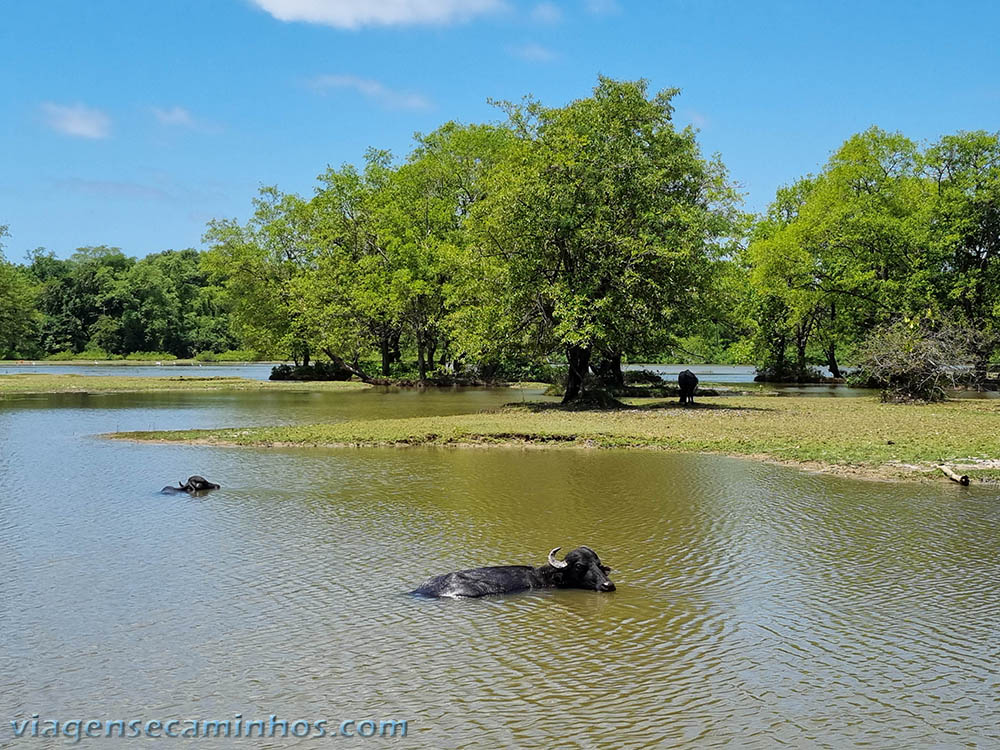 Ilha de Marajó - Fazenda Bom Jesus