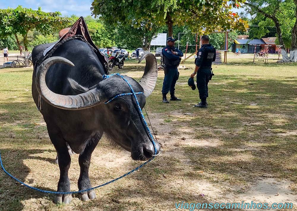 Ilha de Marajó - Polícia montada em búfalo