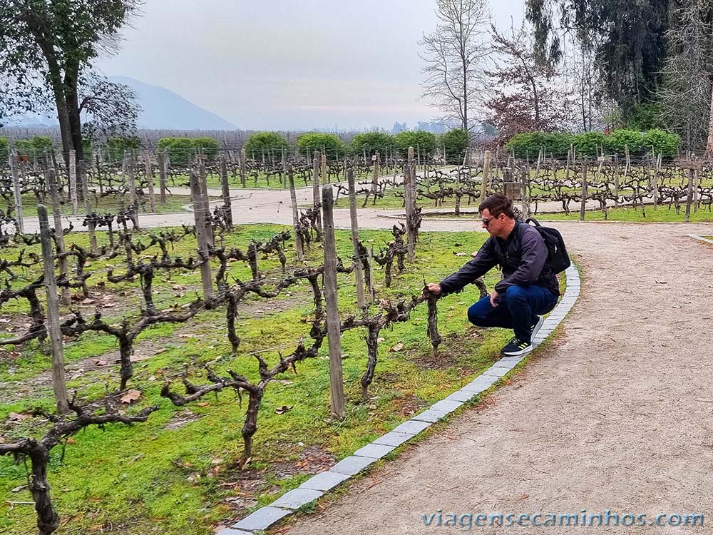 Vinhedos na Vinícola Concha y Toro