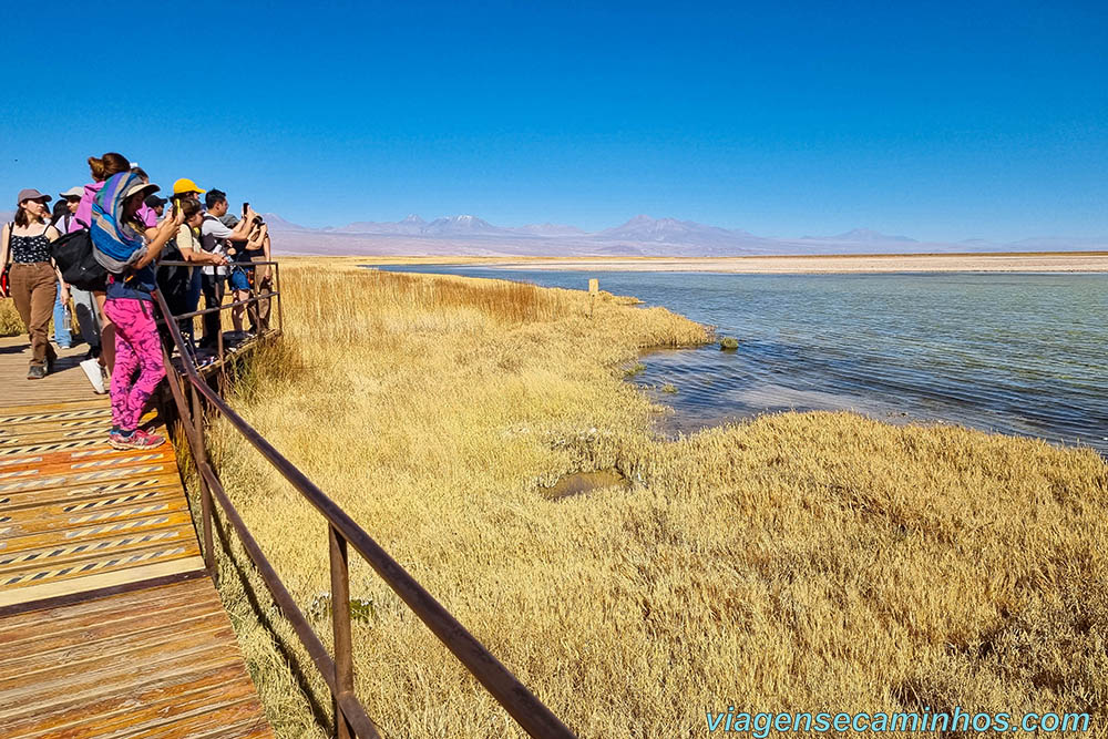 Laguna Cejar - Salar de Atacama