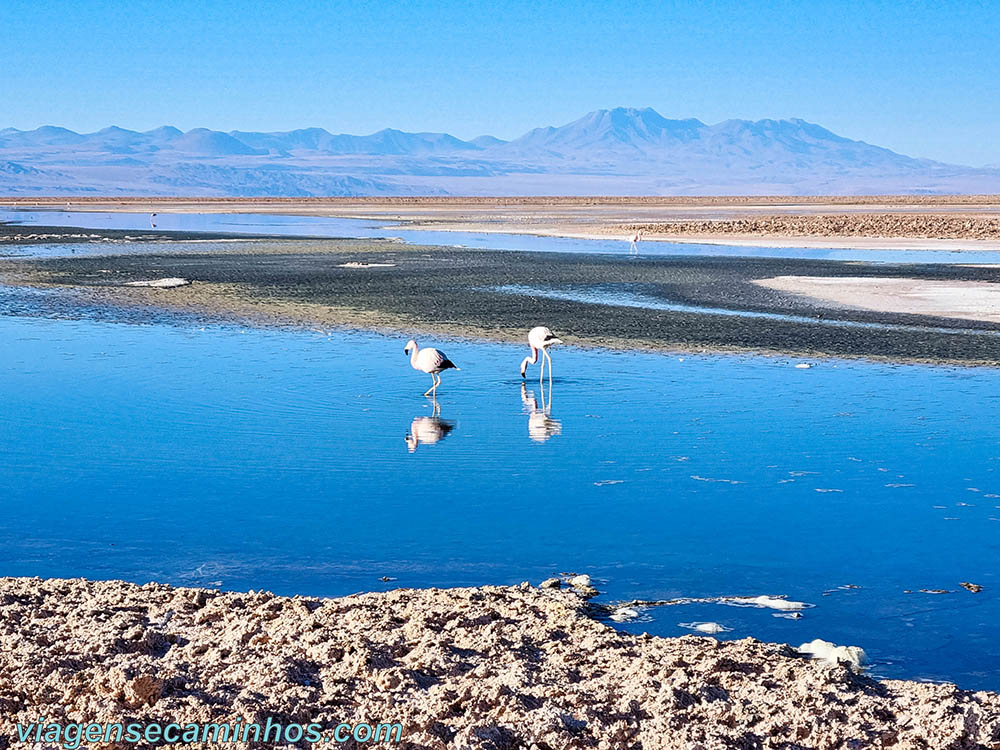 Laguna Chaxa - Salar do Atacama